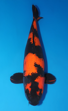 Hi Utsuri - koi #x0505t031