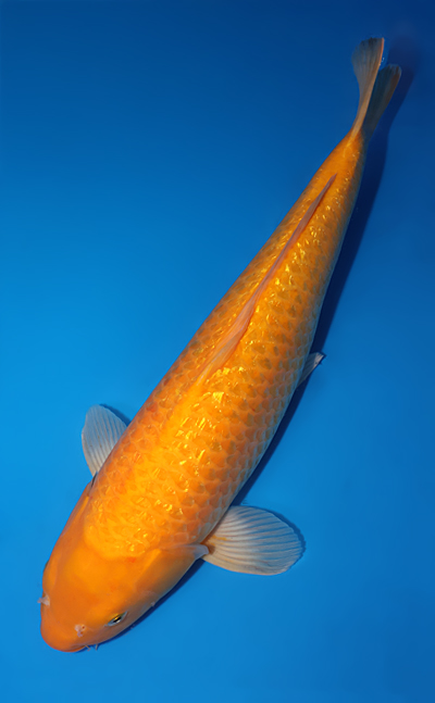 Karashi - koi #x0505t032 - Otsuka Koi Farm