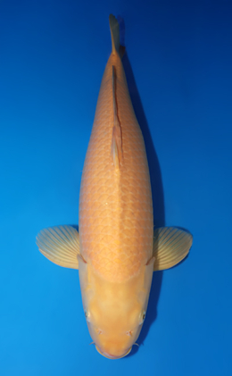 Karashi - koi #x0505t033