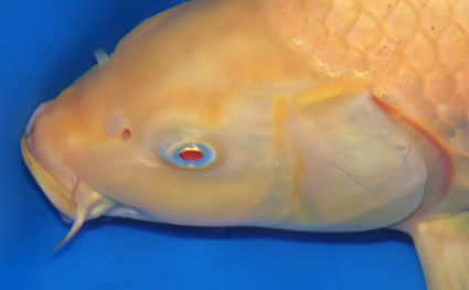 Karashi - koi #x0505t033 - Image 4