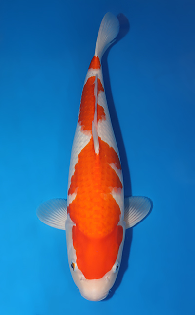 Kohaku - koi #x0505t037