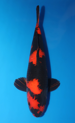 Hi Utsuri - koi #x0505t038