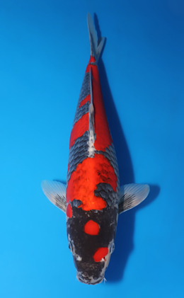 Goshiki - koi #x0505t039