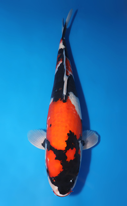 Showa - koi #x0505t040