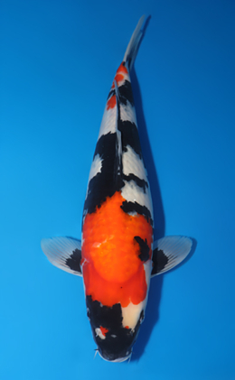 Showa - koi #x0505t041