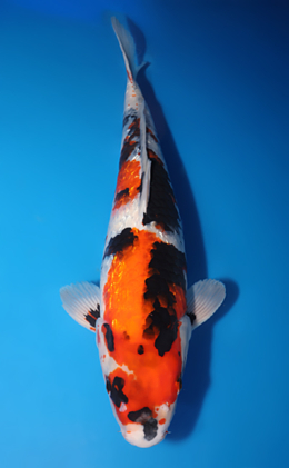 Ginrin Showa - koi #x0505t042
