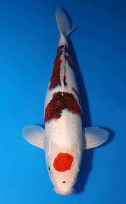 Aigoromo - koi #x0505t046