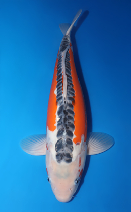 Shusui - koi #x0505t047