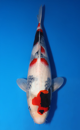 Showa - koi #x0505t048