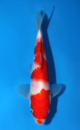 Kohaku - koi #x0508a001