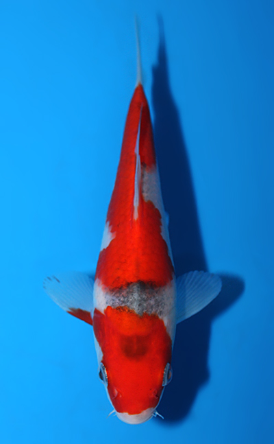 Goshiki - koi #x0508a006
