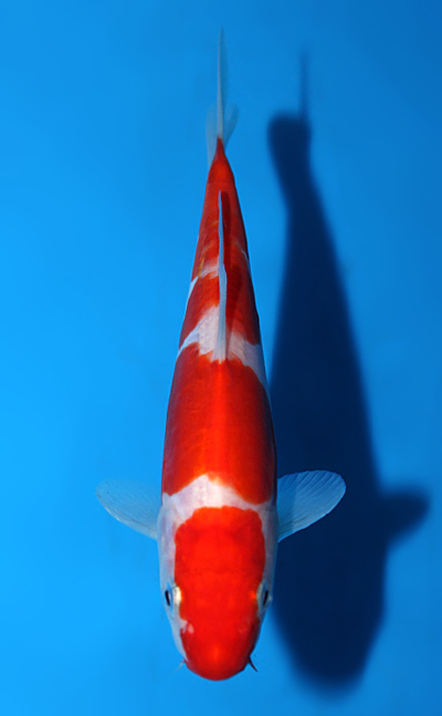 Doitsu Kohaku - koi #x0508a007