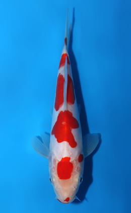 Doitsu Kohaku - koi #x0508a008