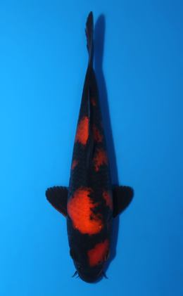 Hi Utsuri - koi #x0508a010