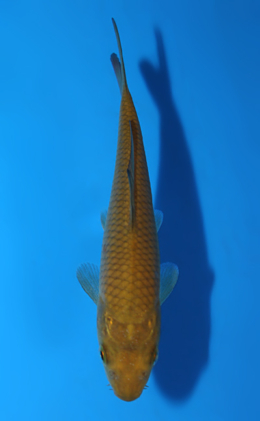 Midorigoi - koi #x0508a015