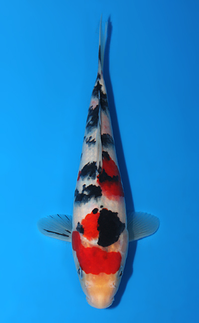Taisho Sanke - koi #x0508a016