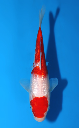 Ginrin Kohaku - koi #x0508a018