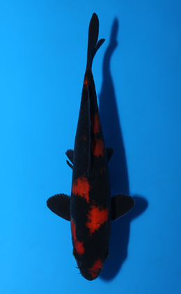 Hi Utsuri - koi #x0508a020