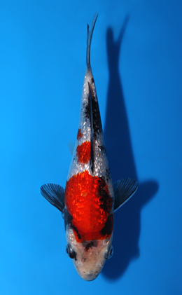 Ginrin Showa - koi #x0508a021