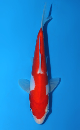 Doitsu Kohaku - koi #x0508a028