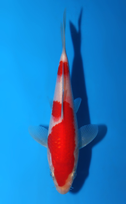 Kohaku - koi #x0508a029
