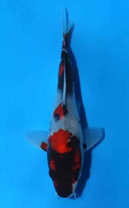 Showa - koi #x0508a031