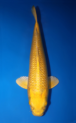 Ginrin Ogon - koi #x0509s001