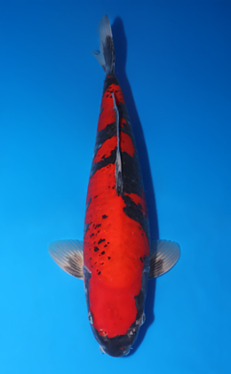 Goshiki - koi #x0509s005
