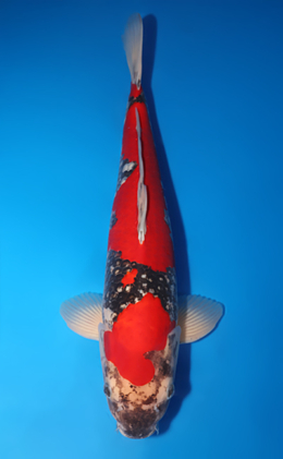 Goshiki - koi #x0509s006