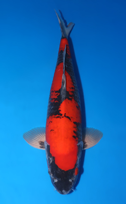 Goshiki - koi #x0509s008
