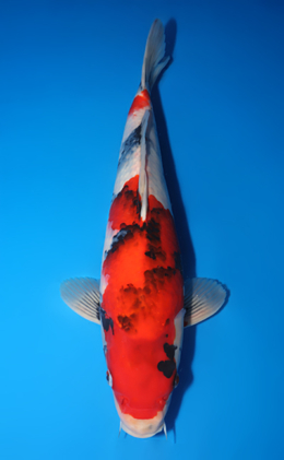 Showa - koi #x0509s009