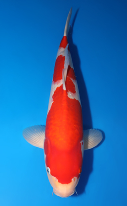 Kohaku - koi #x0509s011