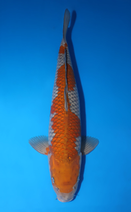Ochibashigure - koi #x0509s012