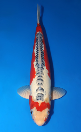 Shusui - koi #x0509s013