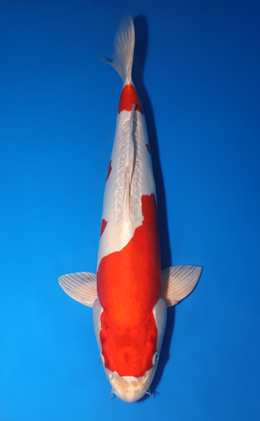 Kikusui - koi #x0509s014