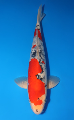 Goshiki - koi #x0509s017