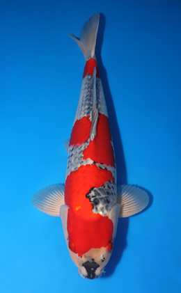 Goshiki - koi #x0509s019