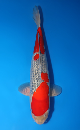 Goshiki - koi #x0509s020