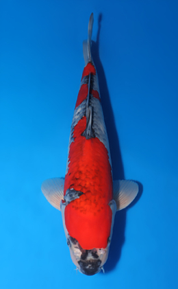 Goshiki - koi #x0509s021