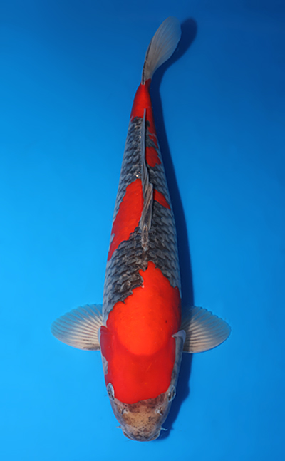 Goshiki - koi #x0509s022