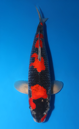Goshiki - koi #x0509s023