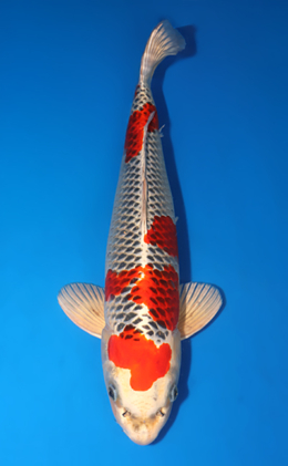 Kujyaku - koi #x0509s025