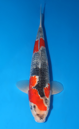 Goshiki - koi #x0509s026