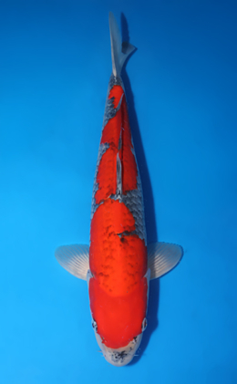 Goshiki - koi #x0509s028