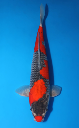 Goshiki - koi #x0509s031