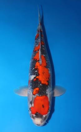 Goshiki - koi #x0509s032
