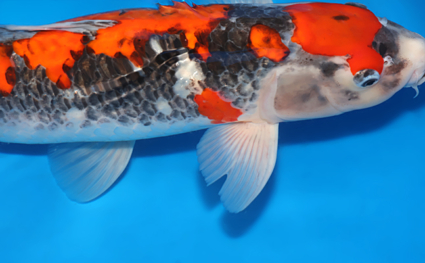 Goshiki - koi #x0509s032 - Side View A