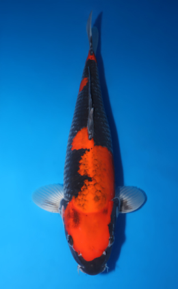 Goshiki - koi #x0509s033