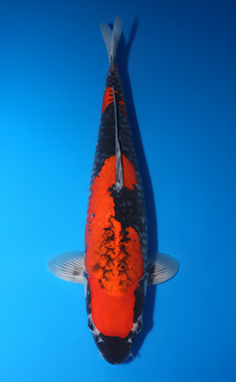 Goshiki - koi #x0509s035