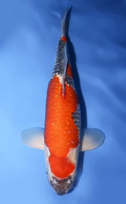 Ginrin Goshiki - koi #x0512s001